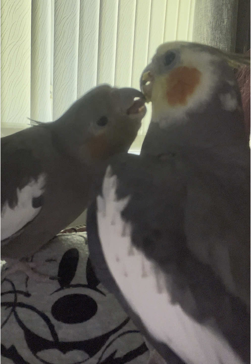 Give me kiss 😘🐦#cookiethebird #knopikthebird #wingsofterror #cockatiel #parrot #cockatielsoftiktok #prettybird #talkingparrot #parrotlove #petbird #funnyparrot #petcockatiel #crazyparrot #kiss #корелла #попугай #кореллапопугай #попугайкорелла #говорящийпопугай #смешнойпопугай #поцелуй #птичка 