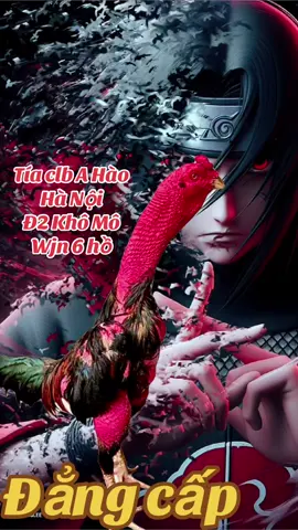 Đẳng cấp đến từ clb A Hào Hà Nội #ga_chọi_việt_nam #?gachoivietnam🐓🐓🐓 #gachoivietnam #tiamaykhau #gadonvietnam #xuhuongtiktok2025 #?gachoivietnam @Chuyển Động C1 Gà Đòn @Hiếu Yêu Gà @Hà Thạch 