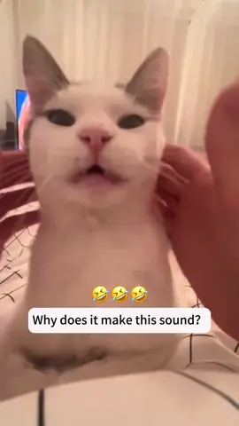Let’s start the day with funny cats and talking cats.🐈🥰#catlover #cutepets #catsoftiktok #funny #cat #funnyvideo #foryou #usaus 