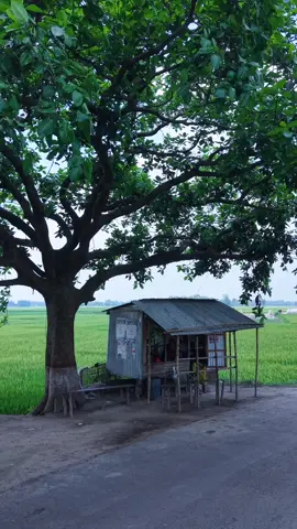 বটতলায় টং দোকান  🌿🌿 প্রকৃত শান্তি গ্রামেই 😊😊 #villagelifestyle #beautifulbangladesh #viral #nature #foryou #drone #bdtiktokofficial🇧🇩 #yfp #foryourepage #trending #everyone #tiktok 