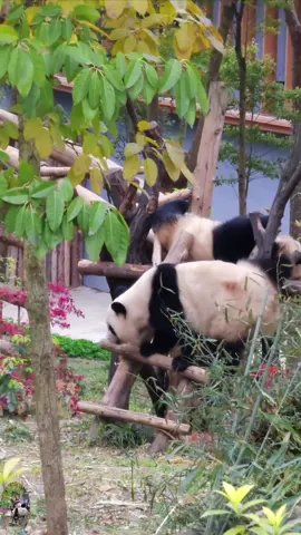 Panda core 🐼🐼so cute 💕💕💕  #fyp #panda #tiktok #happy #Love #foryoupage #core #funnypanda #cutepanda #stammer #USA #foryou  #happy   #Love #cute  