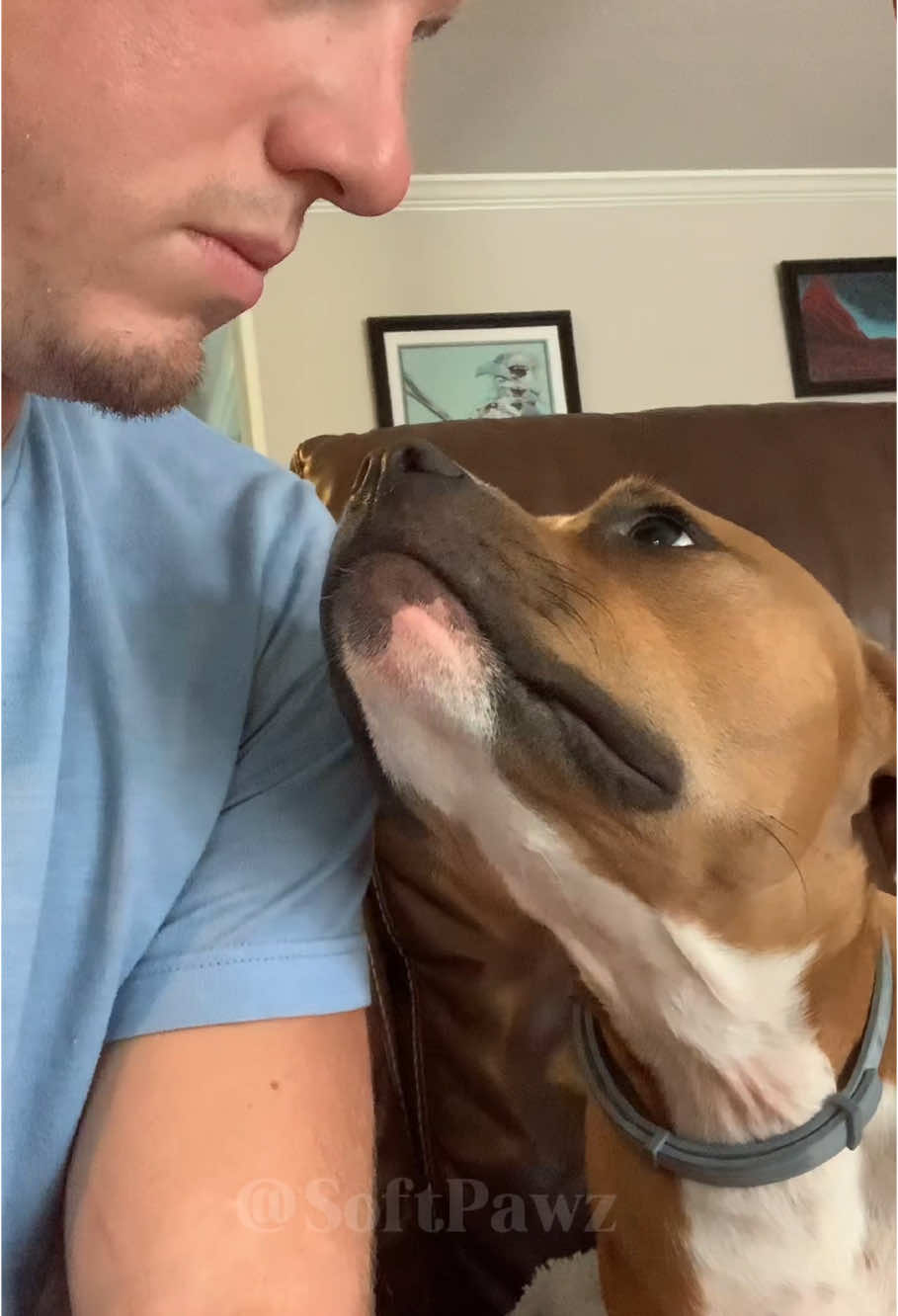 Dogs imitate human actions #happy #cute #funny #fyp #cutepuppy #dog 