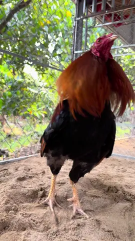 Butamin b12.5000 nuôi gà chế độ tăng bo đá, tăng nước máu hừng gà, sung cự #gada #ganoi #gatre #xuhuonggada #thuocgacantho #gadavietnam #butamin125000 #xuhuong 