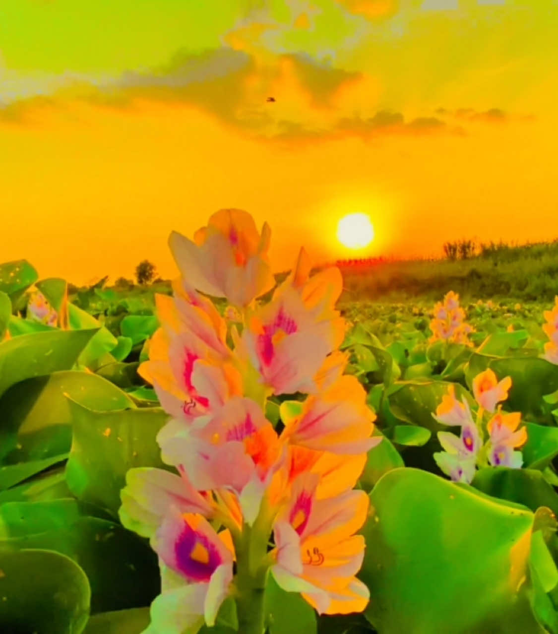 #parati (80)#tiktok #bagladesh🇧🇩tiktok #abdul.miya4k# @🎋প্রাকৃতিক🌦️ # @🎋প্রাকৃতিক🌦️ 
