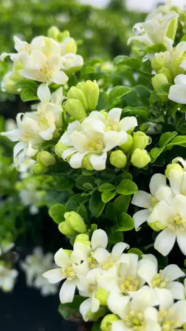 Nguyệt Quế Nhật siêu hoa#hoathơm #nguyetque 