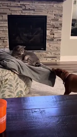 Dog:this is my place #funnyvideos #cat #pet #fyp #funnycat #catoftiktok 