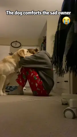 The dog comforts the  sad owner 😭❤️#usa🇺🇸 #Love #foryou #tiktok #dog #comforts #sad 