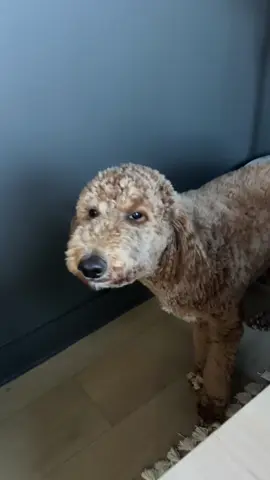 Ohhhh Beau 😂 #goldendoodle #dogsmile #funny 