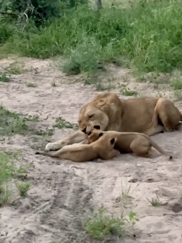 Lion with cubs so beautiful 😍. #wildlife #animals #lions 