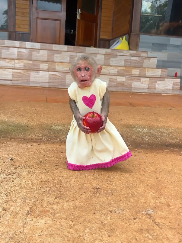 Sweet baby monkey Moon knows how to take care of her dad. #monkey #monkeybaby #cutemonkey #monkeypet #monkeylove #monkeysoftiktok #monkeytalk #animals #usa_tiktok 