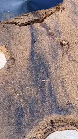 Find Gold in the beach Sand 😱😱😱 #findinggold #goldmining #goldnugget #treasure #viral #gold #golddigger #panningforgold 