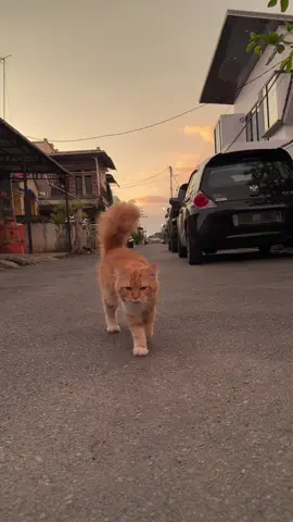 “Sore yang tenang, ditemani langkah anggun si pemilik jalan. Kadang, kebahagiaan itu sesederhana melihat kucing jalan dengan percaya diri di bawah langit jingga.” #CatVibes #GoldenHourAesthetic #KucingLucu #CatWalkRealness #AestheticVideo #SenjaHariIni #FYPIndonesia #VideoAesthetic #CatContent #SoreHari #AutoFYP #MeongLucu #JalanSore #pawsofpersia #pontianak 