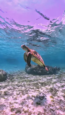 美しい。  #宮古島旅行 #宮古島シュノーケルツアー #宮古島フォトツアー #宮古島ウミガメシュノーケルツアー #シュノーケリング #海亀 #アオウミガメ #ウミガメと泳ぐ #沖縄旅行  #子連れ沖縄旅行 #女子旅行 #家族旅行  #国内旅行  #seaturtlelove  #seaturtles 🐢 #gopro#goproのある生活#goprohero11black