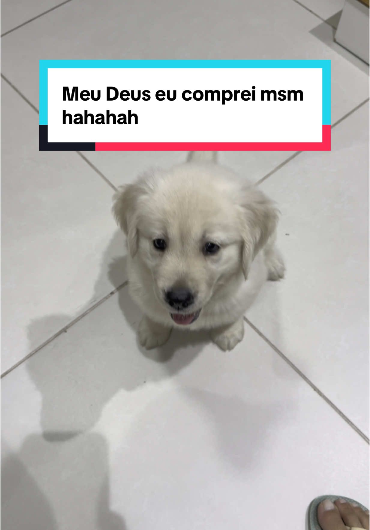 Sonhei que eu tinha comprado... #goldenretriever #golden #filhote #cachorro
