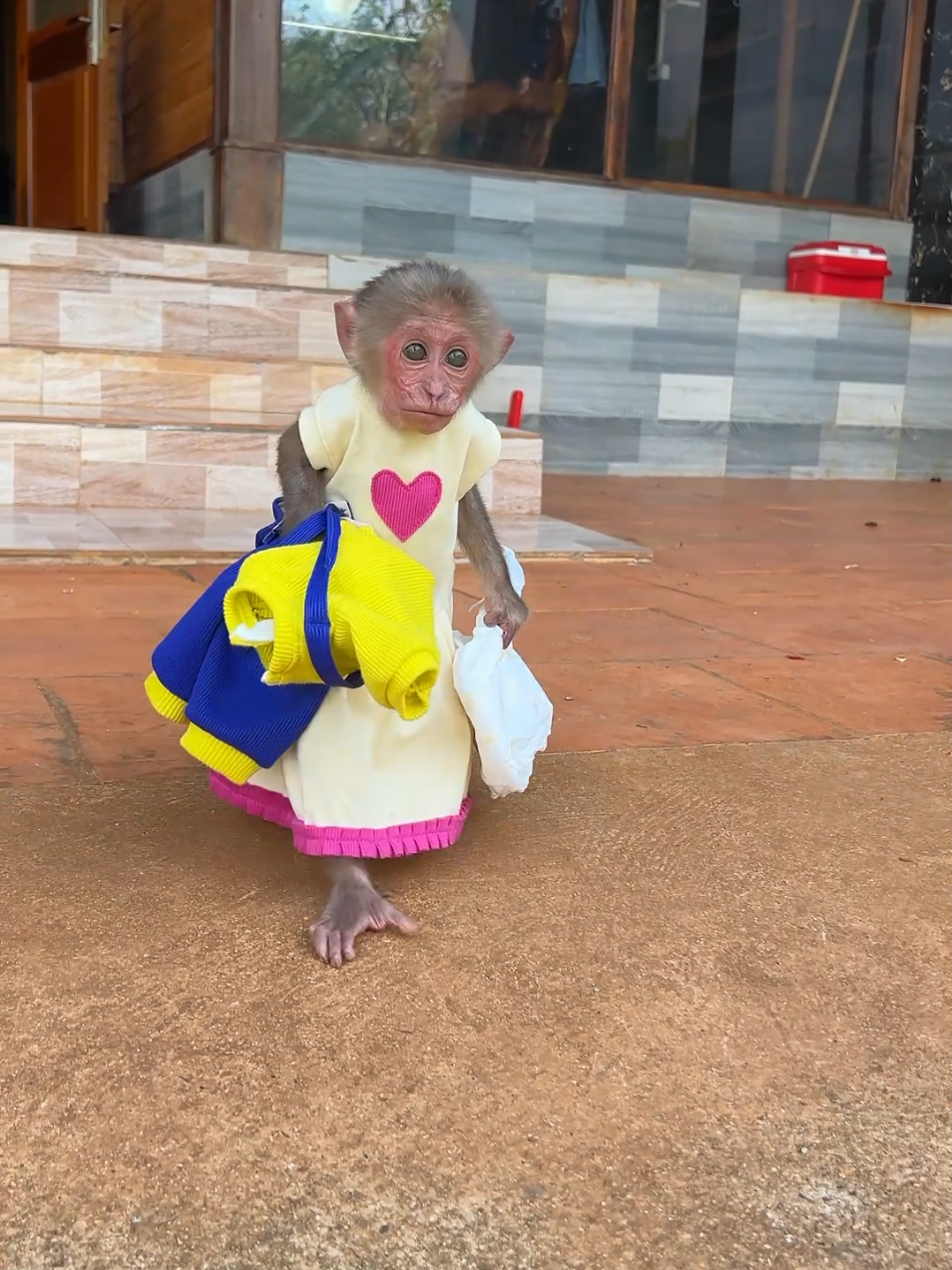 Baby monkey Moon asked her father to give him a bath. #monkey #babymonkey #cutemonkey #monkeysoftiktok #monkeydluffy #animal 