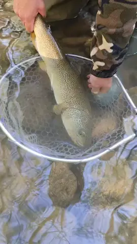 Tra sogno e realtà! @jokerbassfishing #marbletrout #troutfishing #riverfishing #natura #noce #torrente #trentinoaltoadige #nokillfishing #nativetrout #naturevibes 