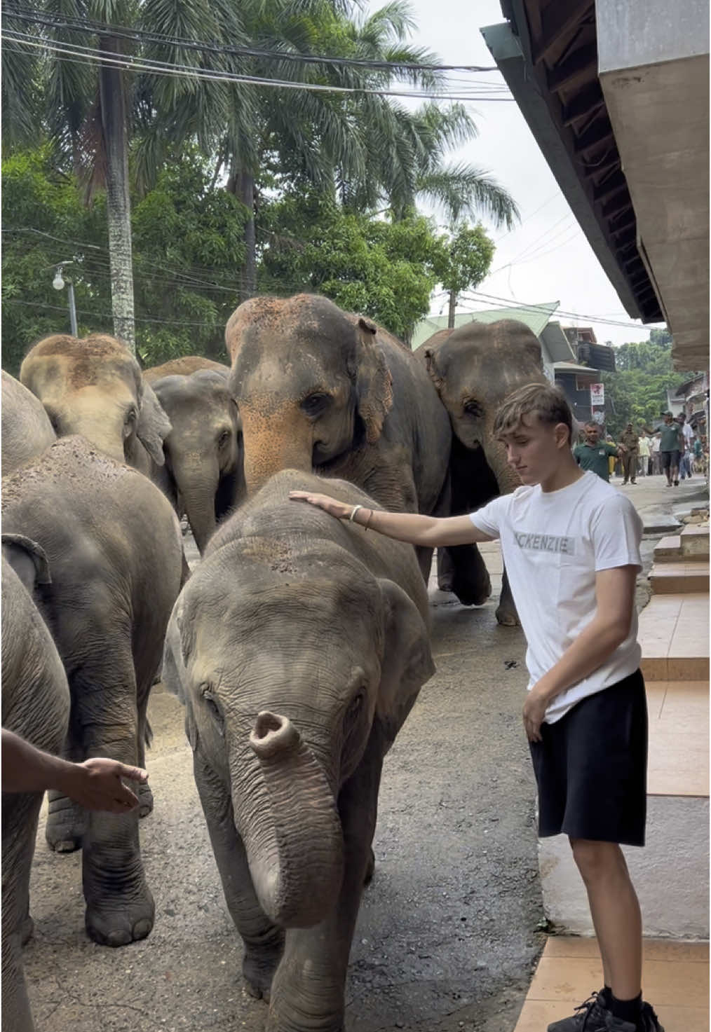 Pinnawala sri lanka 🇱🇰  #foryou #fypシ゚ #pinnawala #viral #hotel #elephantorphanage #srilankan_tik_tok🇱🇰 
