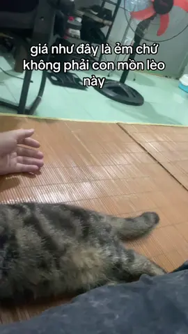 +1 máy bào bate thích skinship #catsoftiktok #catlovers #meoanhlongngan 