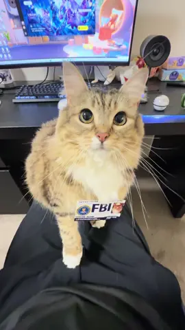 Kiss kiss #catsoftiktok 