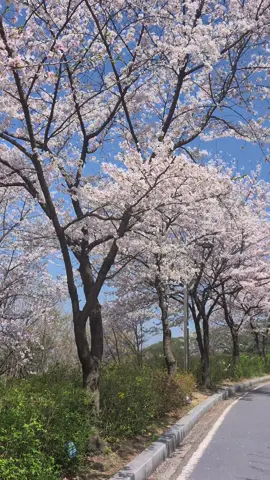 Cherry blossoms in Seoul🌸🇰🇷 #cherryblossom#seoul#seoultravel#southkorea#spring 