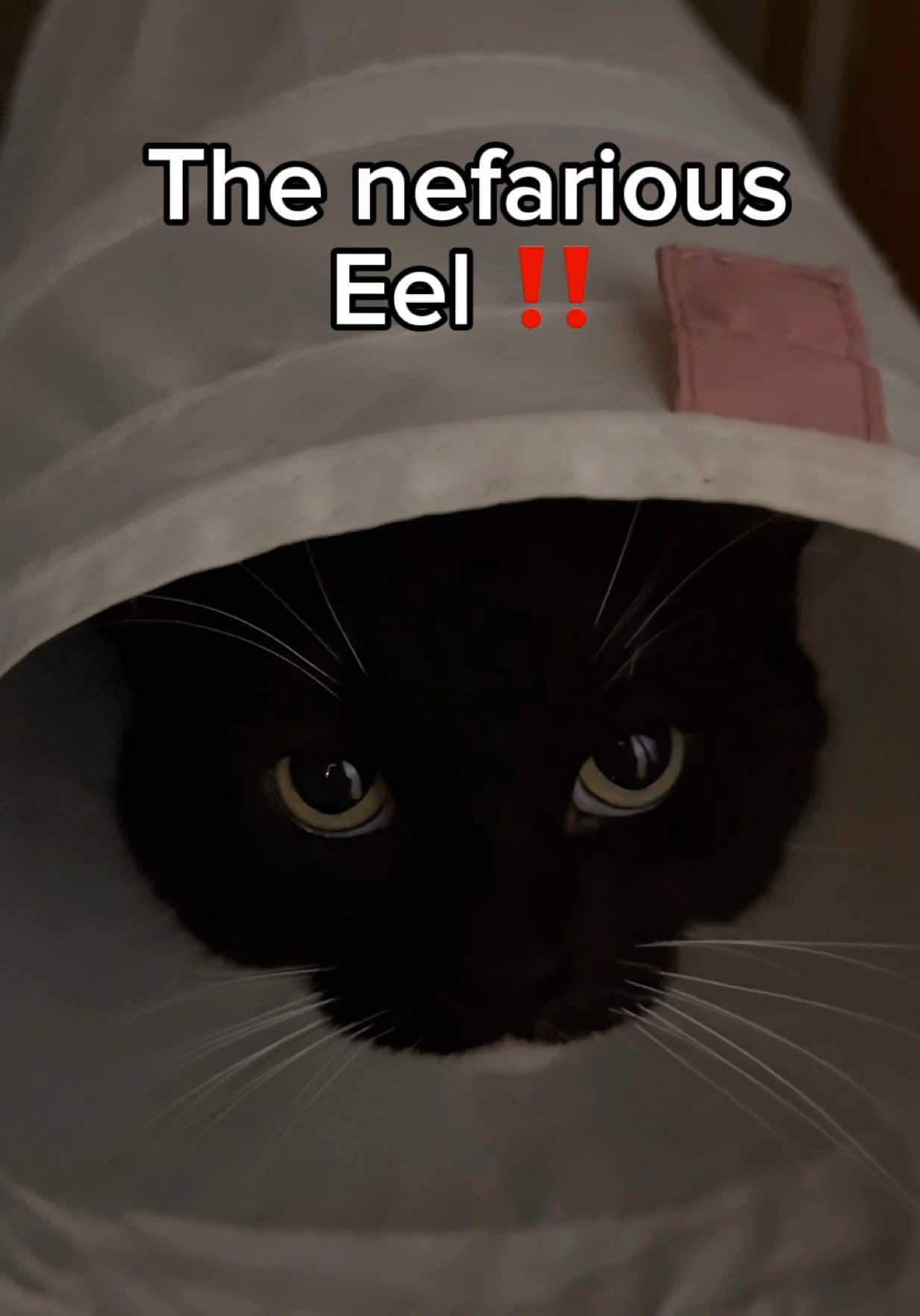 Sea urchin or sea eel?  #catsoftiktok #sillycat #alien #cutecat 