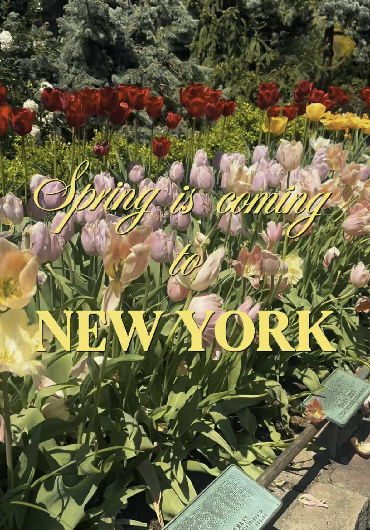 Can’t wait for NYC to bloom again 🌸 #nyc #sring #feelings #newyork #nycgirl 