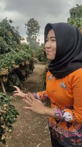mari berwisata kekebun kelengkeng guys#fypシ゚viral #pyfツviral_❤ #fypシ #pyfツ 