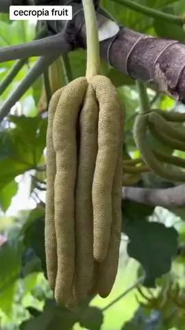 #cecropia #fruit 