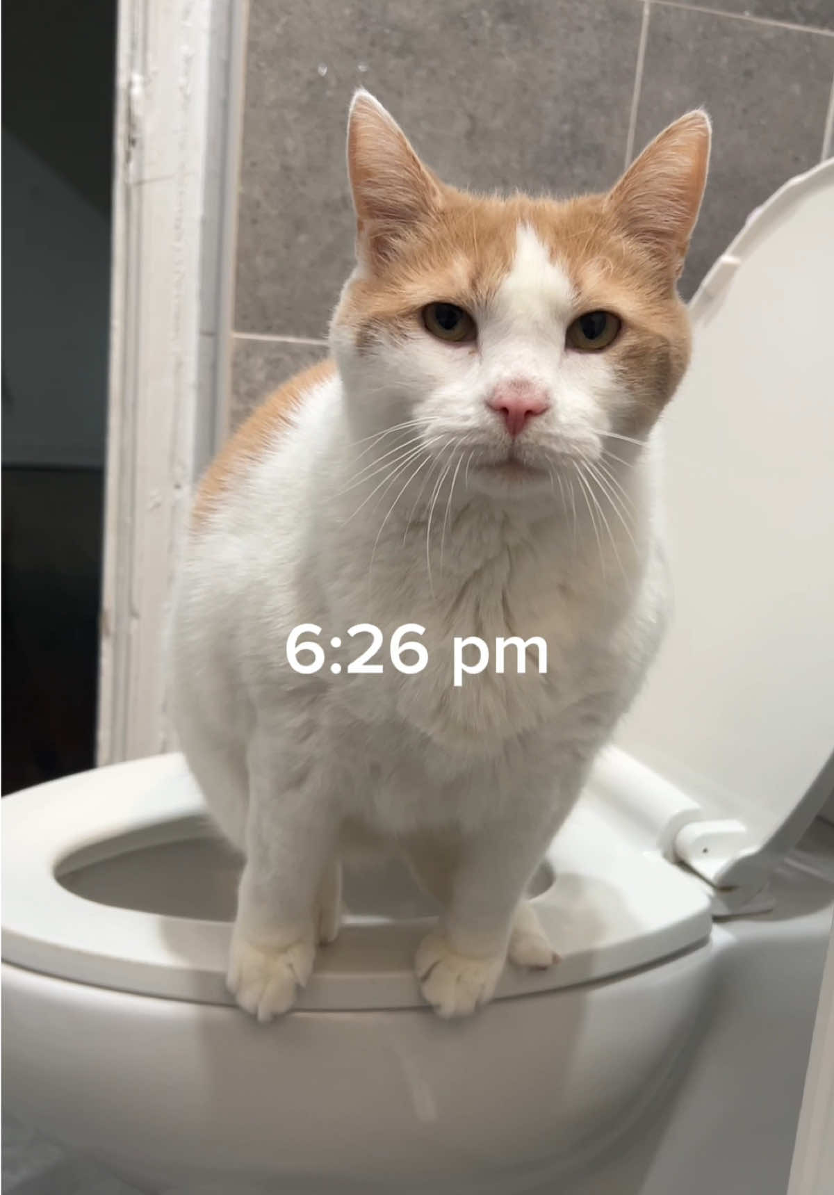 Daily routine of a potty trained cat part 2 😸