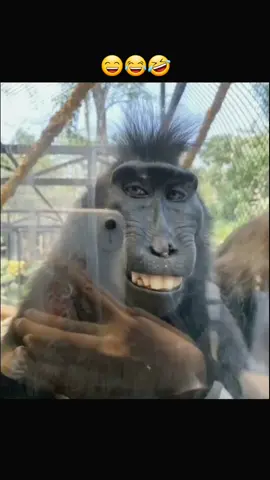 #funny #funnyvideos #ccfl7 