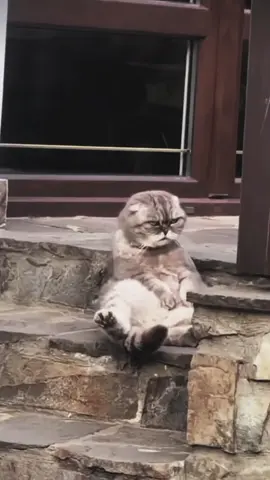 #CapCut ytta #funny #funnycats #catlover #trend #fyp #fypage 