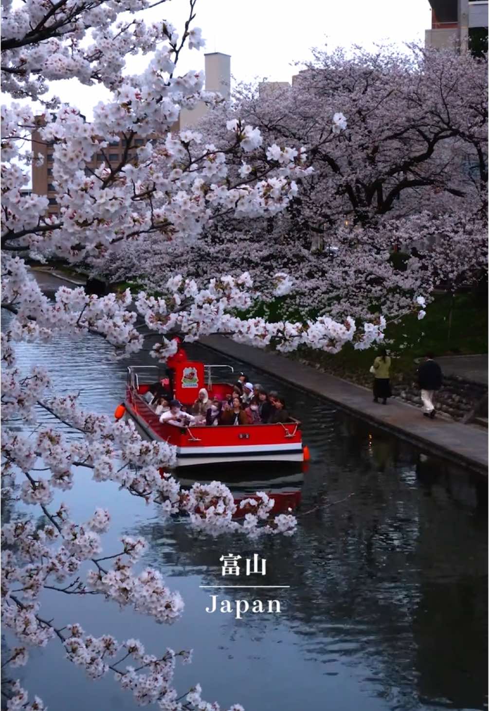 富山県の桜が満開でどこを切り取っても美しかった🌸 #桜 #富山　#富山観光  #日本の風景　#日本の景色