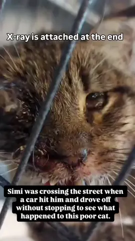 𝐒𝐢𝐦𝐢 𝐍𝐞𝐞𝐝𝐬 𝐘𝐨𝐮 Simi was hit brutally by a car. The driver didn’t even stop to check what they had done. This poor cat has been fighting for his life ever since. He is still in critical condition and currently hospitalized. Simi’s body is full of infections. He had a feeding tube placed, but it had to be removed due to complications. He is eating on his own now, but not well, because he is in a lot of pain. His entire jaw and mouth are broken. He had a CT scan yesterday, and another feeding tube was placed. We hope this one will work better. The scan showed many fractures in his skull. His jaw is completely fractured. He will need: 	•	An external fixator to stabilize his jaw, 	•	Braces inside his mouth to help him bite again, 	•	Surgery to fix the damage in his TMJ (temporomandibular joint), which is the joint that lets the jaw move to open and close the mouth. The impact also caused Simi to go blind. One eye popped out and will need to be removed. The other eye might still be saved—we’re not sure yet. There’s blood inside his ears, and we don’t know if he has lost his hearing. The surgeon will confirm this soon. Simi has a very long and painful road to recovery, and we are doing everything we can. But we cannot do this without your help. Please, if you can help us with any amount, it would mean the world. Simi is still fighting. Let’s fight with him. Today, we are asking for your love and support for Simi. Please help. #repost #catsoftiktok #catrescue #rescuekittens #catsfollowers #cats #straycatsoftiktok #communitysupport #catstiktok #unitedkingdom #usa #europe #germany #switzerland #furryfriends #fyp #viral 
