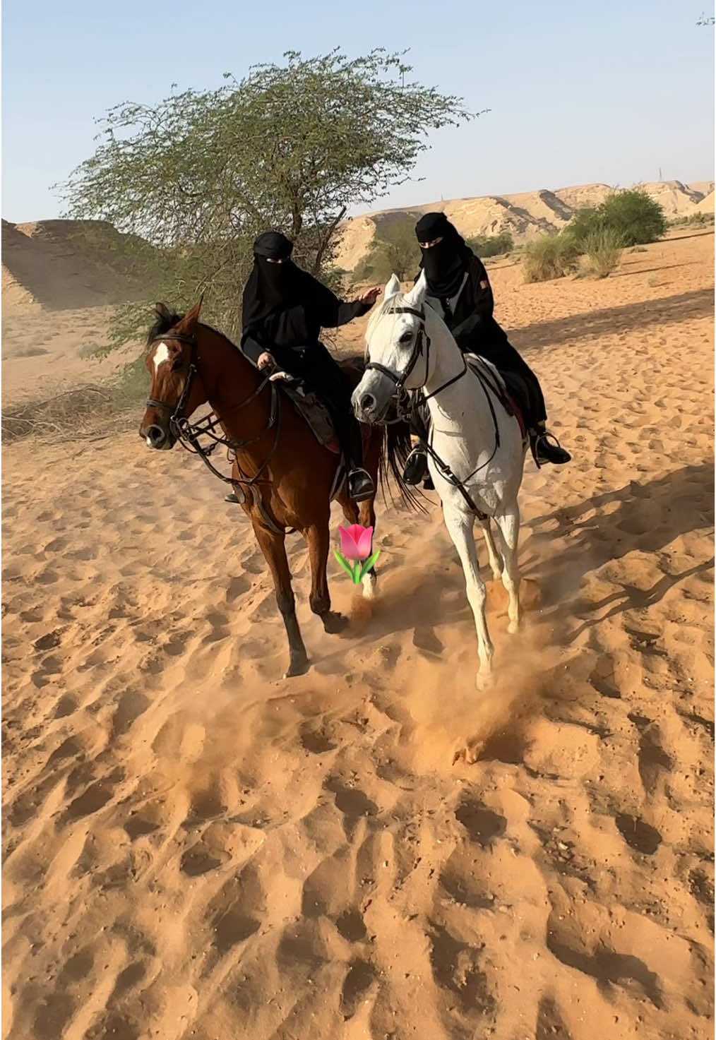 #خيل_وخياله🐎 #خيل_عربي #تصويري📷 #ماشاءالله_تبارك_الله #فارسات_سعوديات @RH🐎  