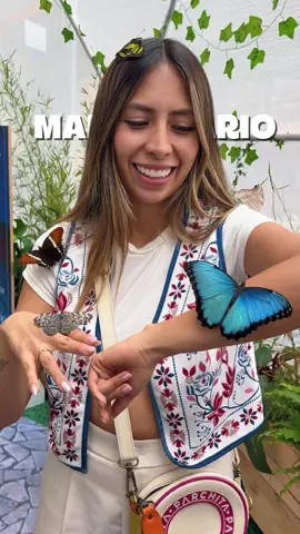 NUEVO PLAN EN BOGOTÁ 🦋 Y por tiempo limitado! Una experiencia muy mágica 🥺 verás mariposas muy cerca, de hecho sobre ti, las verás comer y volar.  Además te explicarán el ciclo de vida de una mariposa y podrás conocer sus especies.  📍CC Parque La Colina Precios: $10.000 por persona presentando facturas por más de $100.000 $20.000 por persona  Solo hasta el 01 de Mayo  #planesbogota #planesenbogota #mariposas #mariposario 