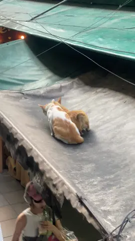 Cuddle time #cutecat #songkran2025 #trendingvideo #cat #catcouple 