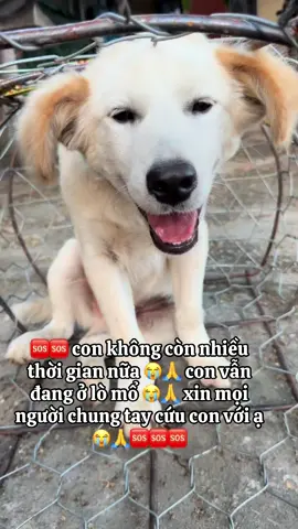 con vẫn đang ở lò 😭🙏 xin mọi người chung tay cứu con thoát khỏi đây với ạ 😭🙏#thucung #xuhuongtiktok #yeuthuongdongvat #cuuhochomeo 