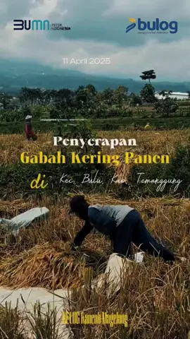 Temanggung, 11 April 2025  BULOG menyerap Gabah Kering Panen (GKP) dengan harga RP 6.500/Kg di wilayah kerja Perum BULOG Kancab Magelang, di Kecamatan Bulu, Kabupaten Temanggung. #BULOG #BULOGHadir #BULOGWujudkanSwasembadaPangan #BULOGSahabatPetani #SerapGabah #MengantarkanKebaikan