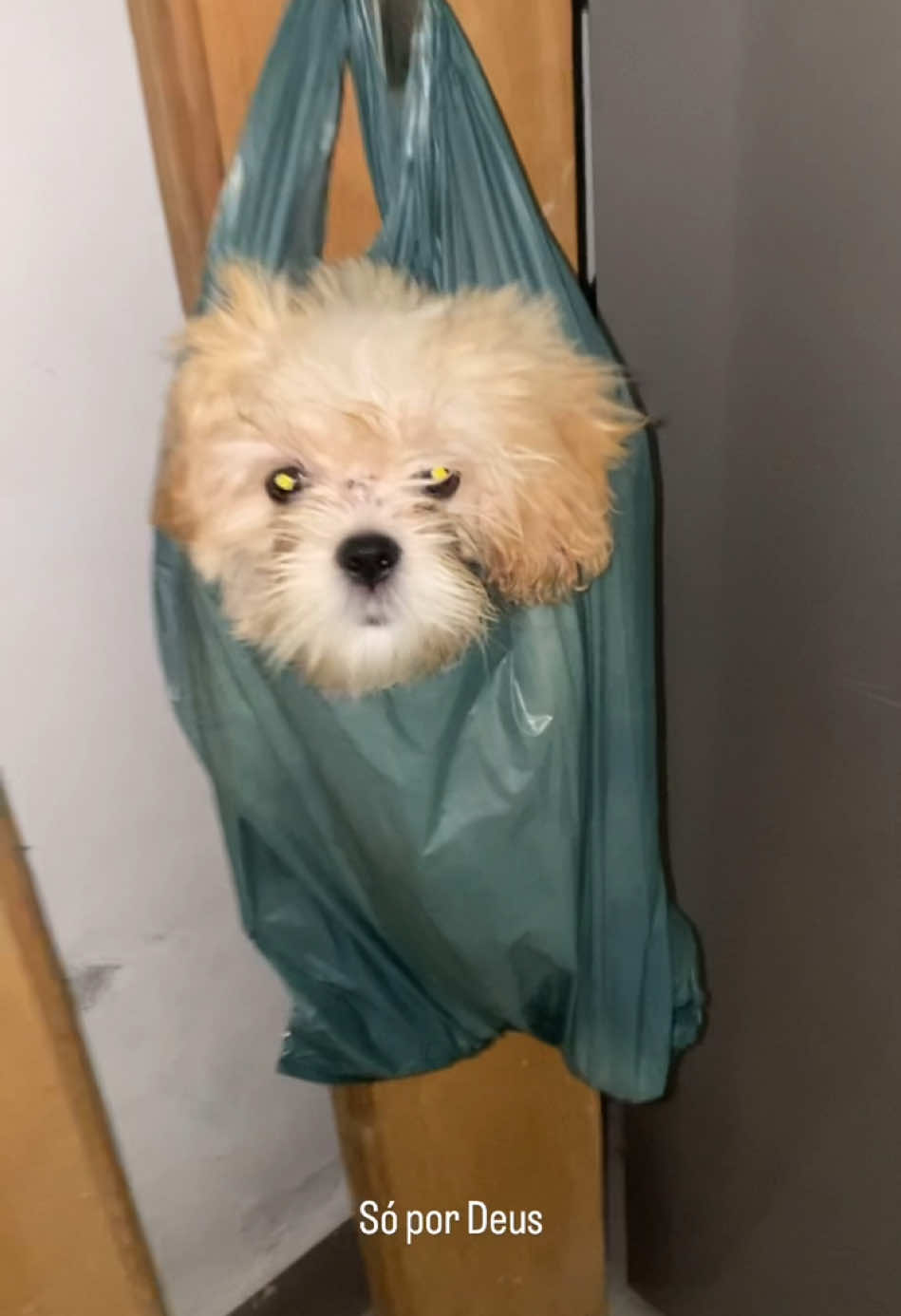 Kkkkk cachorro do krl #humorbr #cachorro 