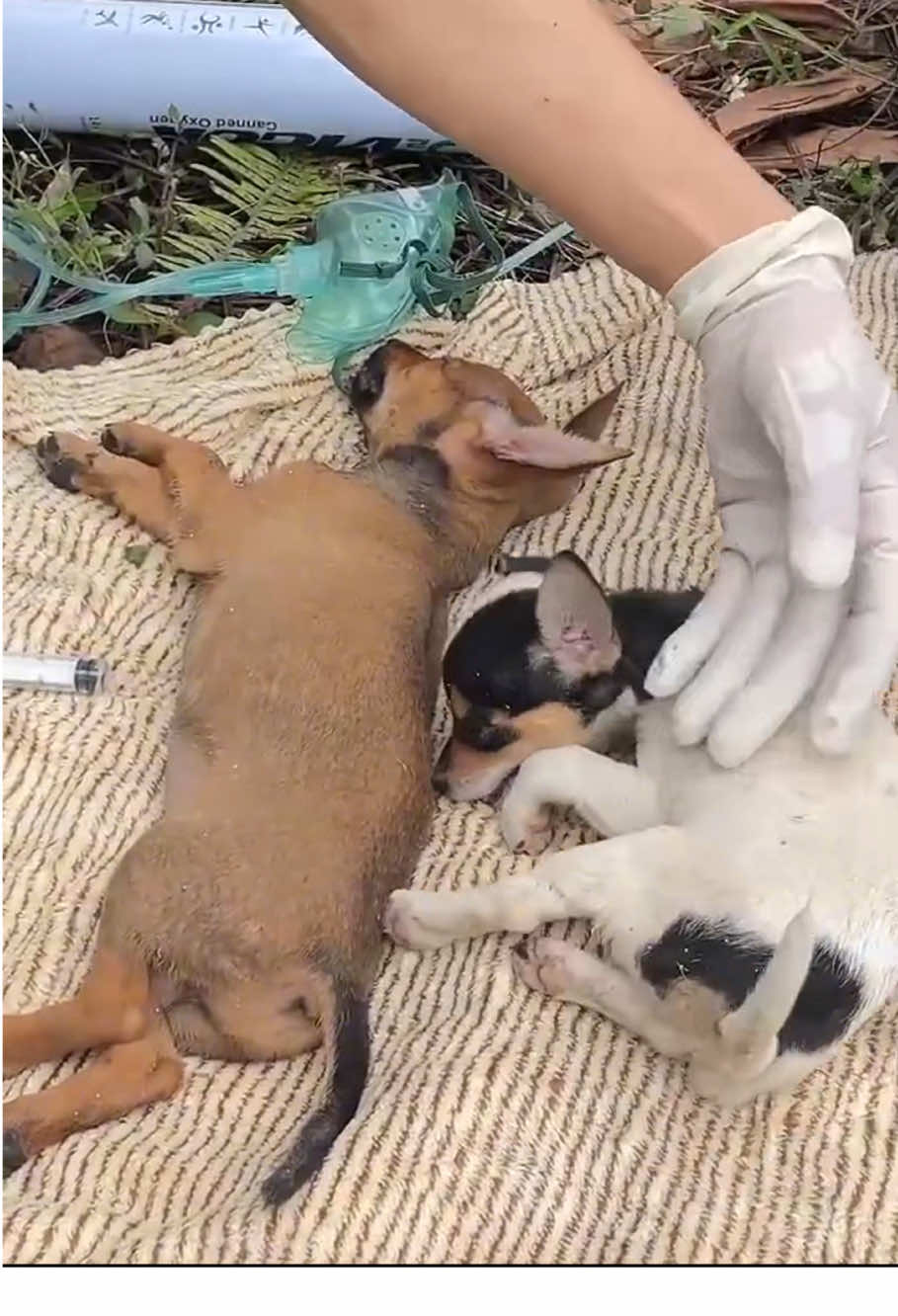 #animal #animalrescue #cat #dog #fyp 