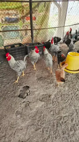 #tiktokmyanmar🇲🇲 #ရောက်ချင်တဲ့နေရာရောက်👌 #foryourpage #fypage #fypシ゚ */#viralvideo 