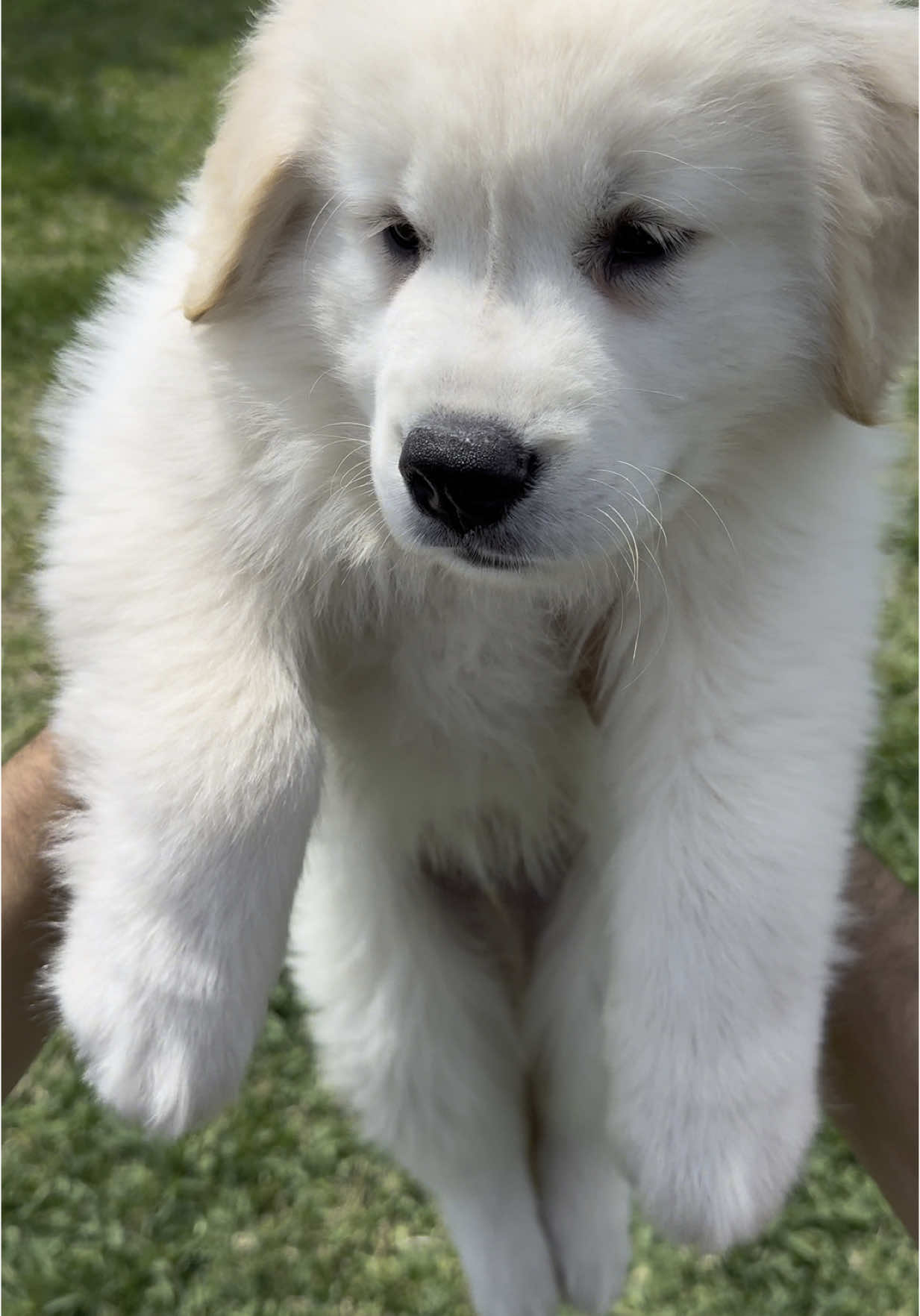 I can’t get over his little legs just dangling… 😂 IB: @Maui & Ruby  #dogsoftiktok #dogsoftiktokviral #dogs #dog #goldenretriever #goldenpuppy #puppy 