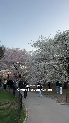 What Cherry Hill in Central Park was looking like yesterday! 🌸 #centralpark #cherryblossom #centralparkcherryblossoms #centralparkcherryhill #nyc #cherryblossomsnyc #newyorkcity 