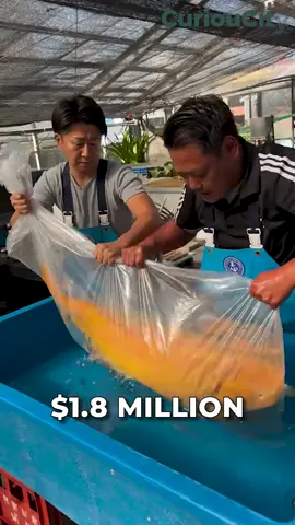 Would You Pay $1.8 Million for This Fish? In 2018, a single koi fish named S Legend was sold for an astonishing $1.8 million—making it the most expensive koi fish in the world. But what makes a fish worth that much? In this video, we explore the fascinating world of luxury koi: the breeding, the beauty standards, the symbolism, and the global competitions that turn these fish into high-value collectibles.  You’ll learn why koi are more than just pond decorations—they’re living art, deeply rooted in tradition and culture. And for collectors who understand their true value, the price is more than justified.  Whether you're into exotic pets, Japanese culture, or just curious how a fish can cost more than a Ferrari, this video breaks it all down. 🐟✨  #koi #koifish #japan #koibreeding #fishlover #auction #collector
