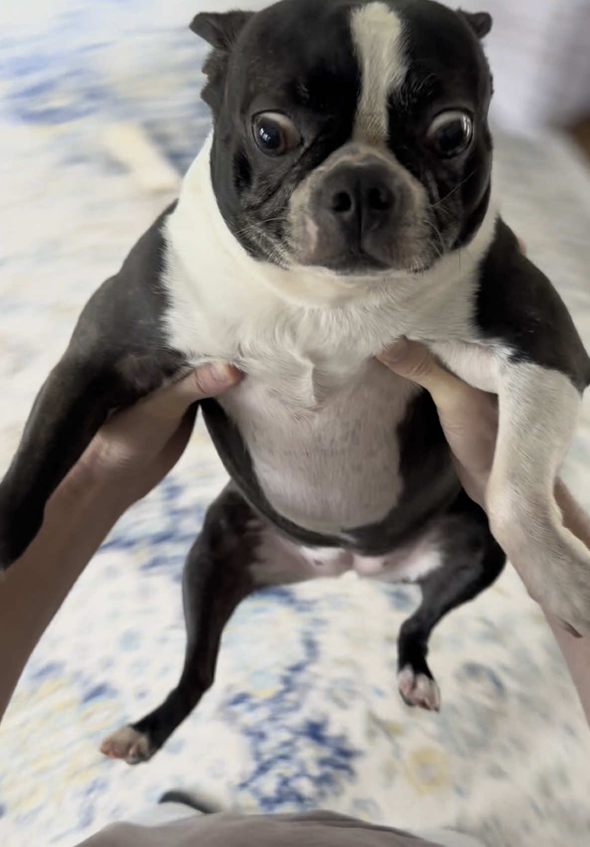 Oh, Roxi   #bostonterriersoftiktok #bostonterrierpuppy #bostonterriers #dogsoftiktok #bostonterrierlovers #bostonterrier #bostonterrierlife 