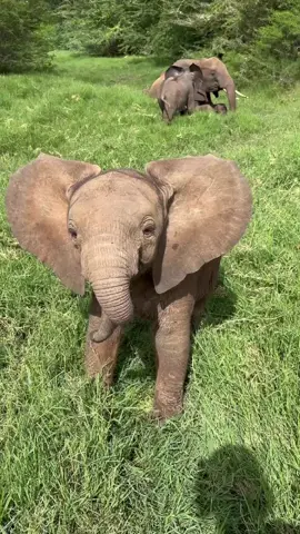 After emerging from her ‘flawless’ hiding place (watch to the end to see), Sulwe put both ears and all her heart into defending her precious shrub! Little Lenny was too busy playing with nanny Quanza to pose much of a threat, but Sulwe wasn’t about to let Keeper Evans get within a metre of it!  Baby elephants can be so delightfully covetous over the most improbable objects! Sulwe and Lenny are both born to orphans rescued, raised, and rewilded through our Orphans’ Project! Read - and watch a lovely video - about them at: sheldrickwildlifetrust.org/news #sheldricktrust #elephants #babyelephant #animal #wildlife #mine #bigears #nature #sheldrickwildlifetrust #conservation #playful #animalsoftiktok 