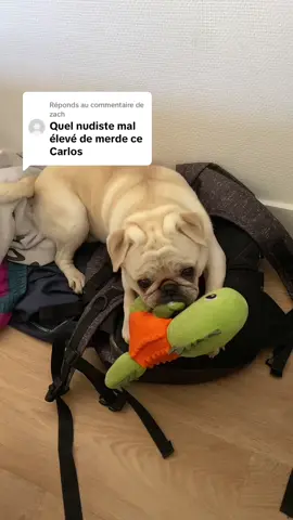 Réponse à @zach #drole #chien #humour 