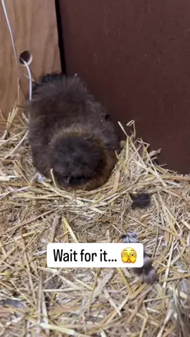 I surely was NOT expecting that switch up along the way, but I think it all turned out for the best! 😅   I’ve had protective broody hens before, but that was just a bit much 🫣. She would have totally trampled them anytime I stuck my hand in to refresh the feed or water. Do you agree?   So far, nice mama hen is LOVING her new babies and she’s doing such a great job as a first-time mom. I’m so thankful that she stepped in! WHEW! 😅   Also, she’s doing SUCH a great job that I think I’ll let her incubate the eggs herself next time, too. That’s always my favorite route and much less work for me!   I’ve been using @Scratch and Peck Feeds s hands down the BEST organic feed out there ✨. They put their heart and soul into making it and it shows. Good feed = happy chicks!    Give it a try for 15% off with my code homesteadingrd15. Click the link in my bio to get started! ✨   #hatchingeggs #homesteadlife   #scratchandpeckfeeds, #scratchandpeck, #organichickenfood #ad