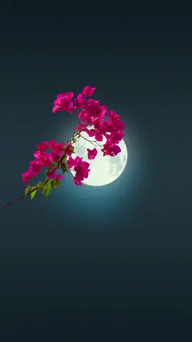 Live wallpaper 4k pro