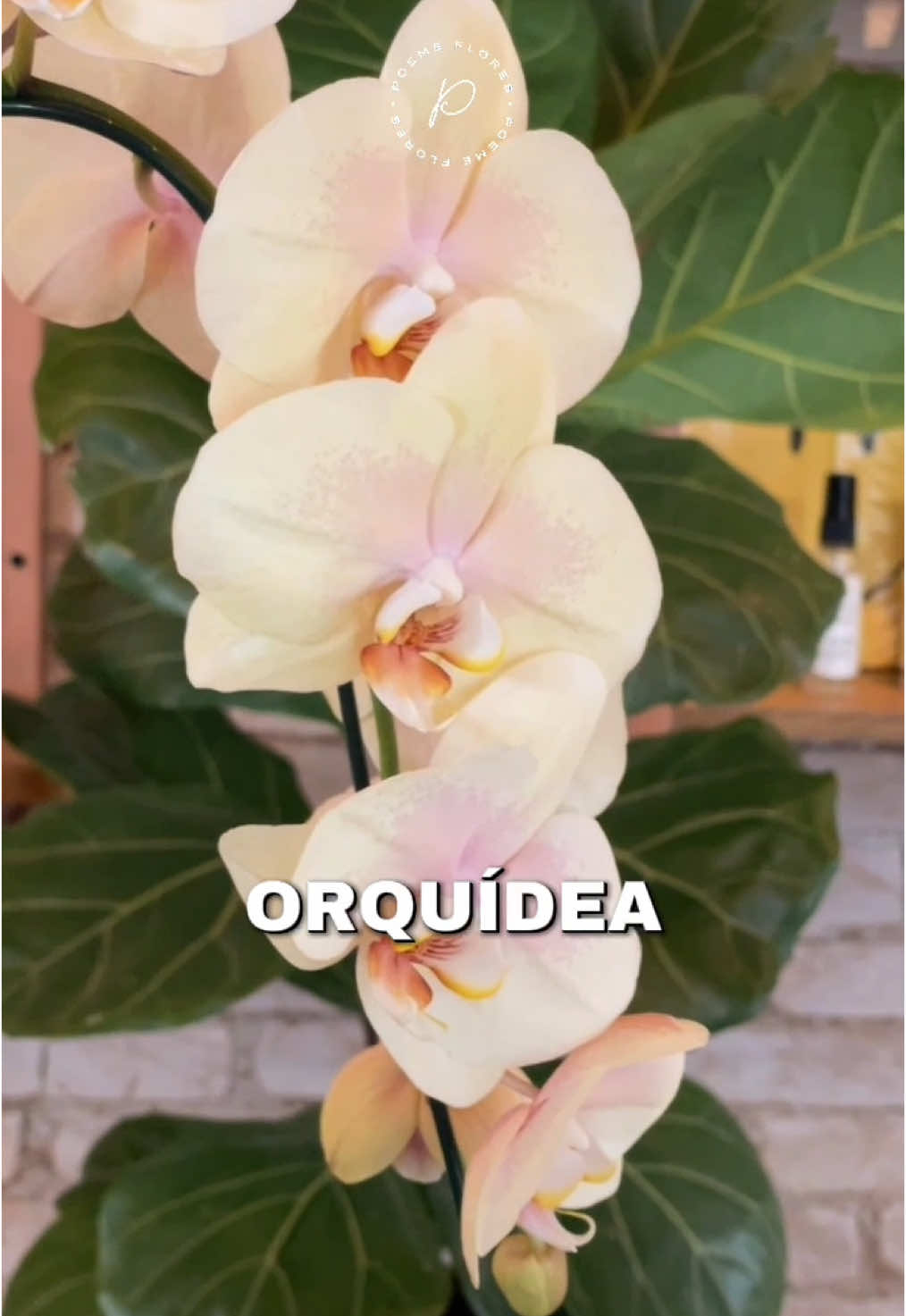 Como cuidar de orquídeas! Com essas dicas você vai ter orquídeas floridas e saudáveis! #orquideas #flores #jundiai 